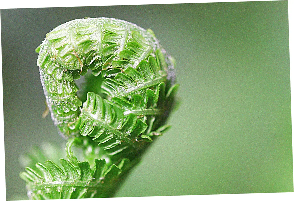 Professional Servicing Intervals