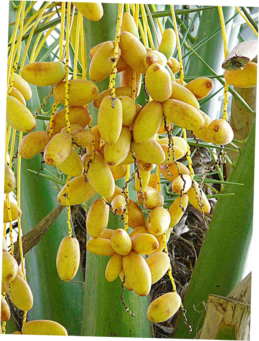 5. Investment Value and Collectibility