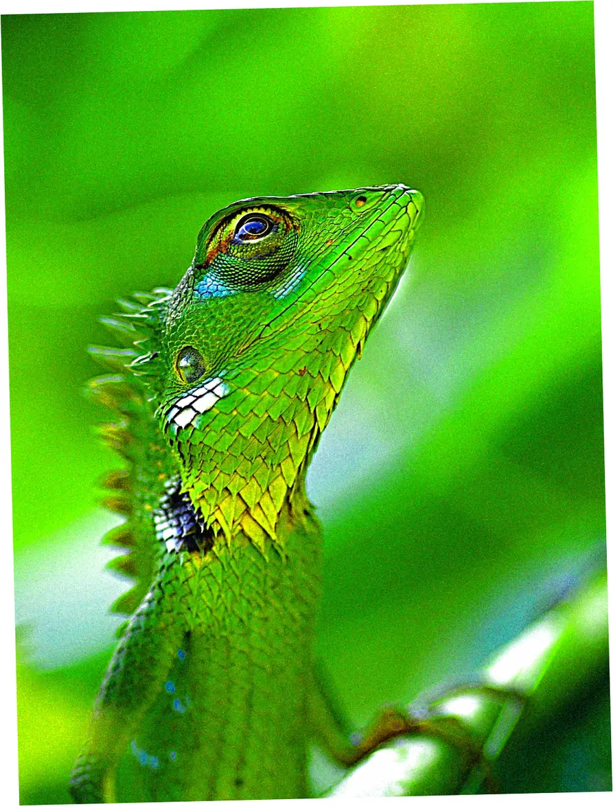 Key Features of High-Quality Milgauss Replicas