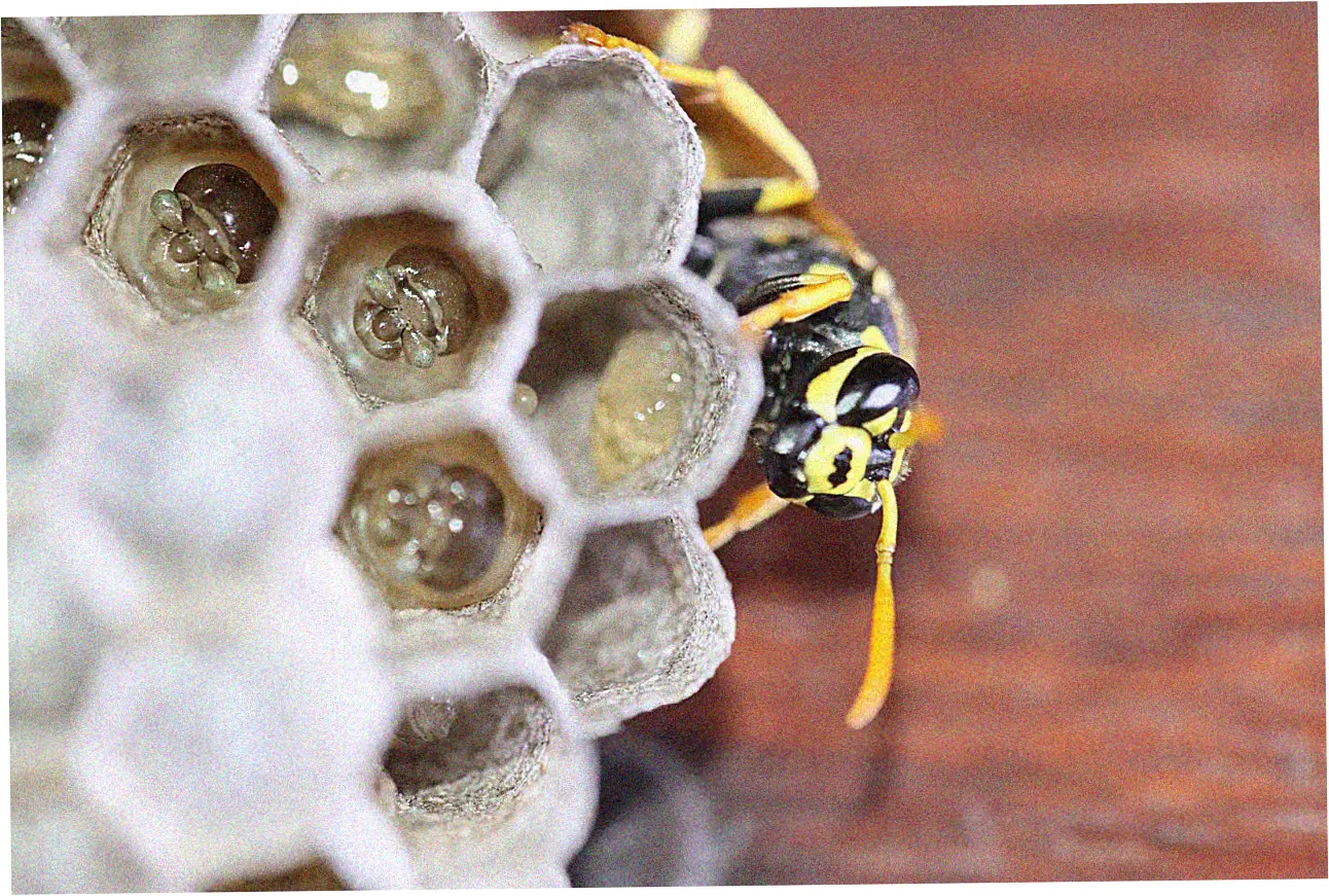 Let's check out Rolex's least expensive collections