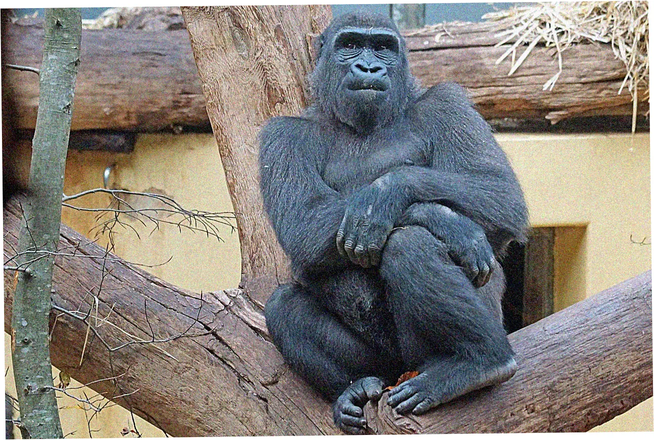 Historical Price Trends of Entry-Level Rolex