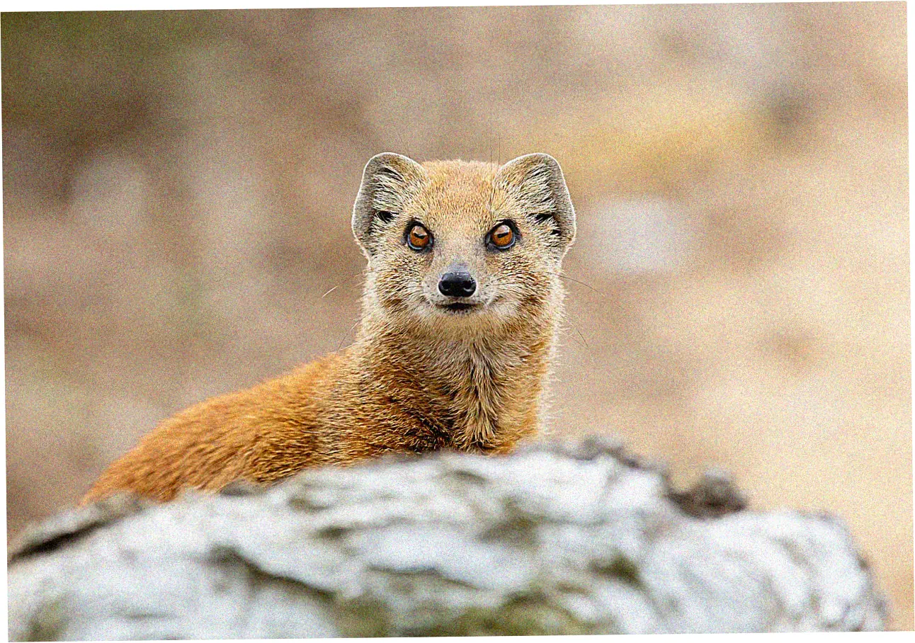 Modern Rolex Serial Number Placement