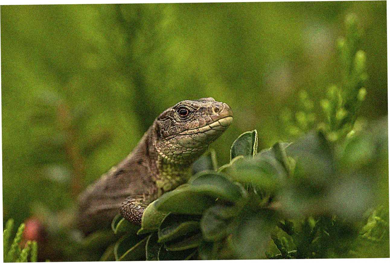 Identifying Specific Affordable Rolex Models